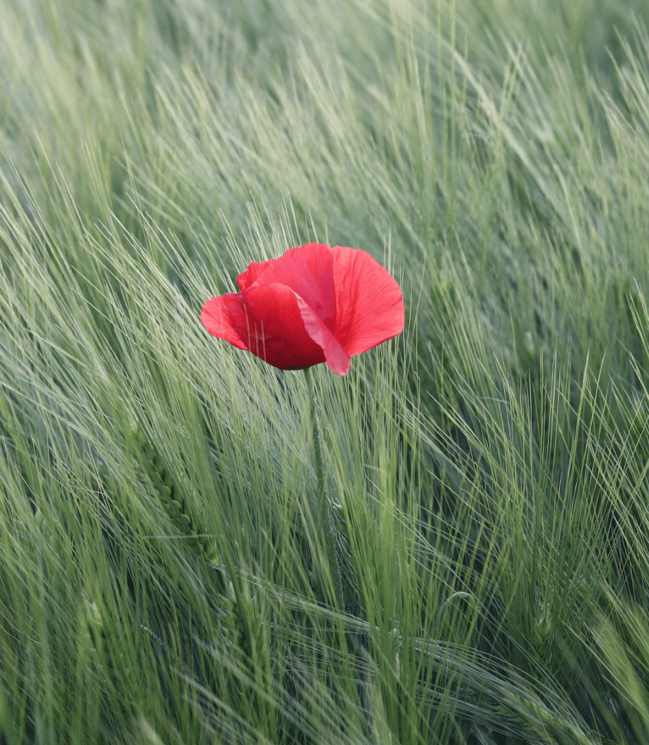 sostenibilità ecologica